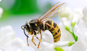 The Deadly Truth about Bee Sting Allergies