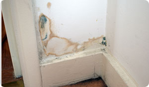 Why It's Important to Keep Your Home Mold-Free